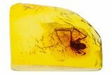 Fossil Spider (Araneae) in Baltic Amber #270836-1